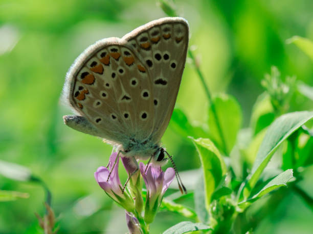 istock Butterfly on the flower 1132051145
