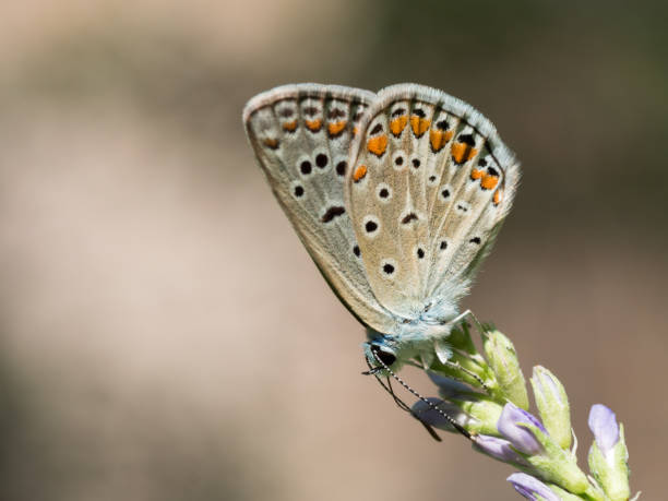 istock Butterfly on the flower 1132051360