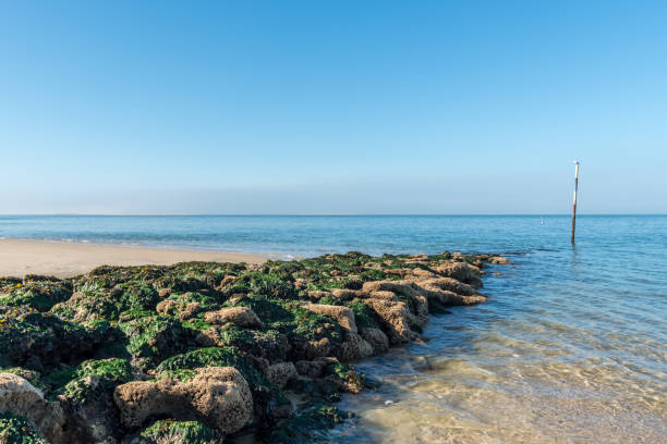 Arcachon Bay (France), the beach of Pyla sur Mer The beach of Pyla sur Mer, close to Arcachon (France) algue stock pictures, royalty-free photos & images