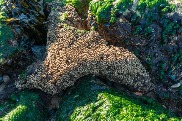 Arcachon Bay (France), seaweed ans shells on rocks Seaweed ans shells on rocks on the beach near Arcachon algue stock pictures, royalty-free photos & images
