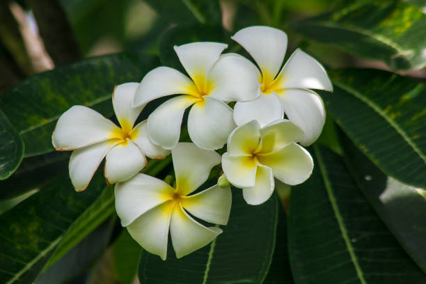 istock Yellow Frangipani that is blooming in nature 1132052323