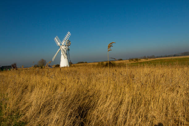 Thurne, Norfolk, England - February 24 2019: Thurne Mill is a traditional windmill on the bank of the River Thurne on the Norfolk Broads. Many visitors flock to Thurne to see this iconic white building nestled amongst the golden reed bed.