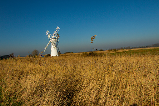 Thurne, Norfolk, England - February 24 2019: Thurne Mill is a traditional windmill on the bank of the River Thurne on the Norfolk Broads. Many visitors flock to Thurne to see this iconic white building nestled amongst the golden reed bed.