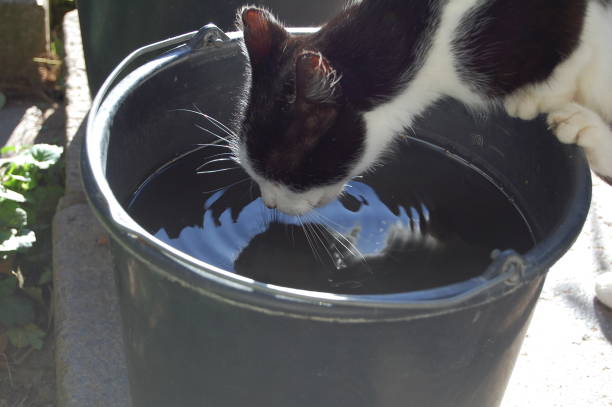 istock Cat drinking from a bucket with water. 1132056144