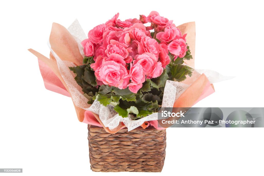 Foto de Flores Begonia Cor De Rosa Em Um Vaso Em Um Fundo De Madeiraimagem  e mais fotos de stock de Amor - iStock