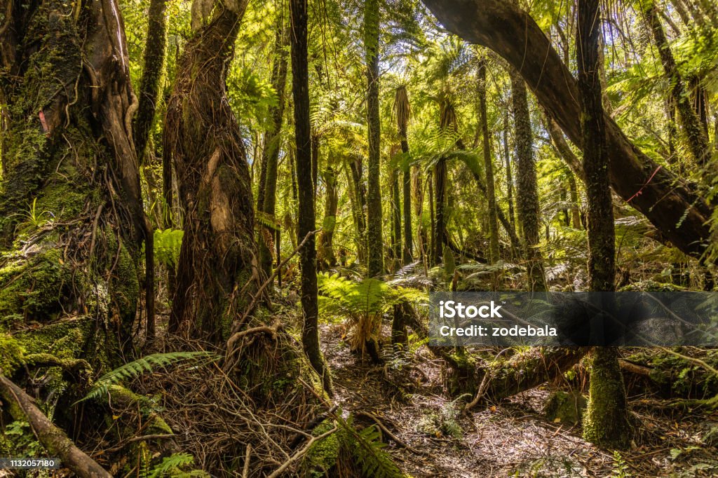 Passage Through the Jungle, Rainforest Boardwalk in the rainforest Tropical Rainforest Stock Photo