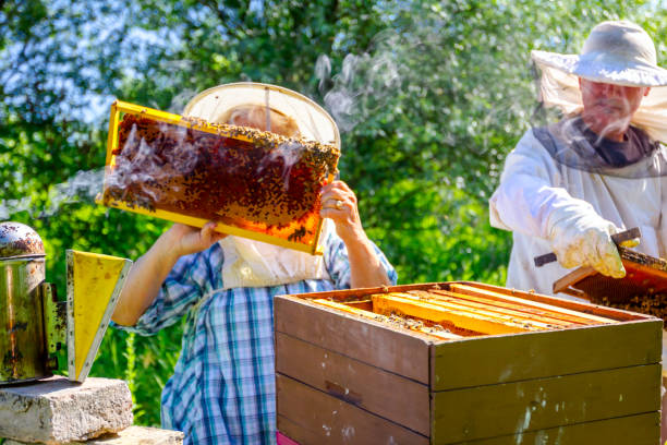 istock Two elderly apiarists, beekeepers are checking bees on honeycomb 1132057283