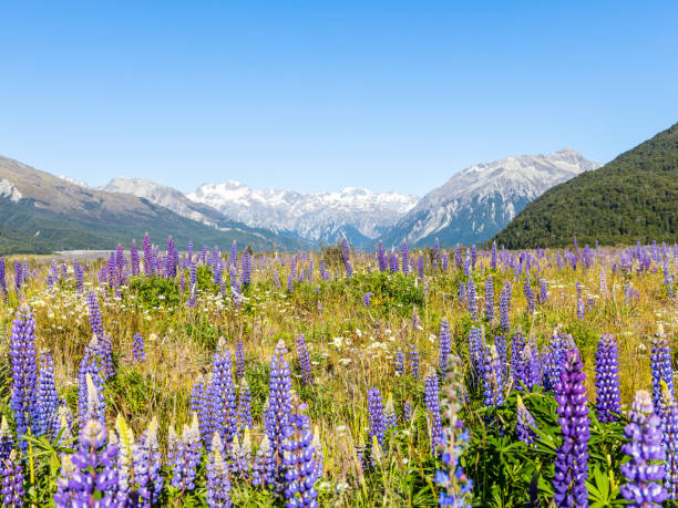istock Mountains in new Zealand 1132058892
