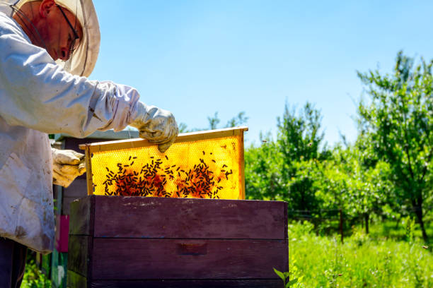 istock Apiarist, beekeeper is checking bees on honeycomb wooden frame 1132059779