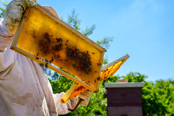 istock Apiarist, beekeeper is checking bees on honeycomb wooden frame 1132060586