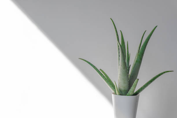 istock Aloe Vera plant in white pot soft shadow isolated on white background. 1132060602