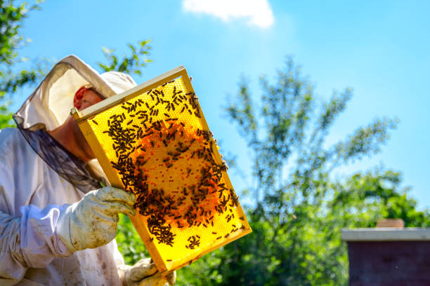 Beekeeper is looking swarm activity over honeycomb on wooden frame, control situation in bee colony.