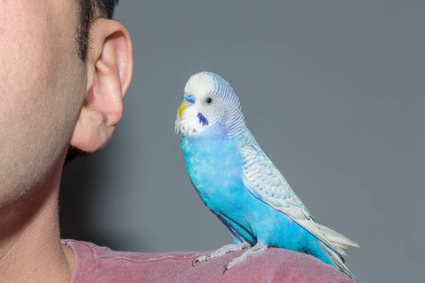 istock Blue budgie sits on his shoulder and nibbling ear 1132060747