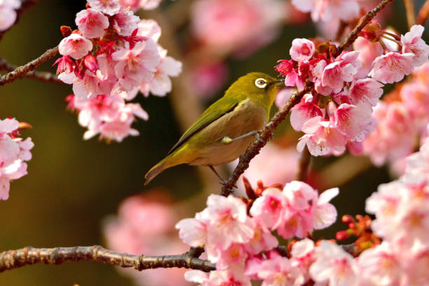 istock Japanese White Eyes and Cherry Blossoms 1132061199