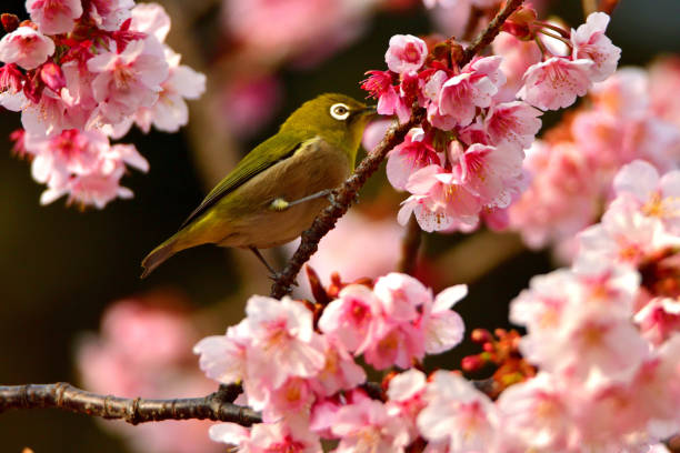 istock Japanese White Eyes and Cherry Blossoms 1132061283