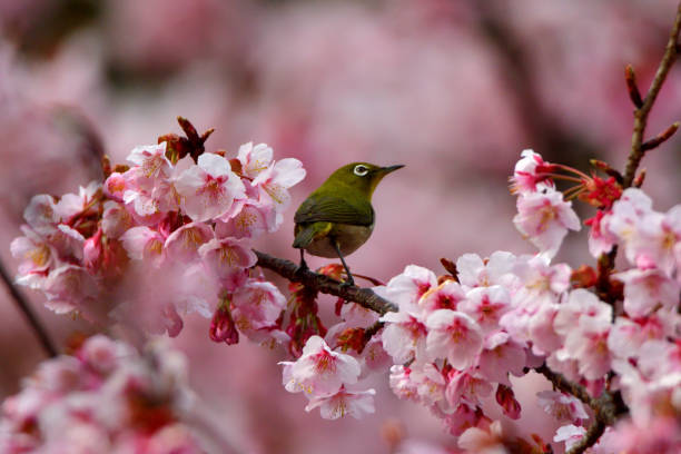 istock Japanese White Eyes and Cherry Blossoms 1132061380