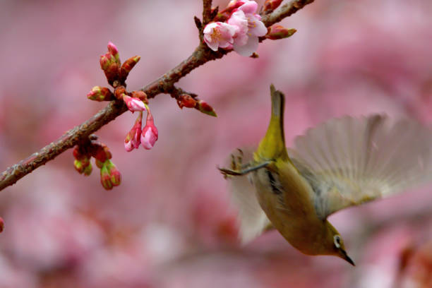 istock Japanese White Eyes and Cherry Blossoms 1132061722