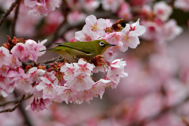 istock Japanese White Eyes and Cherry Blossoms 1132062020