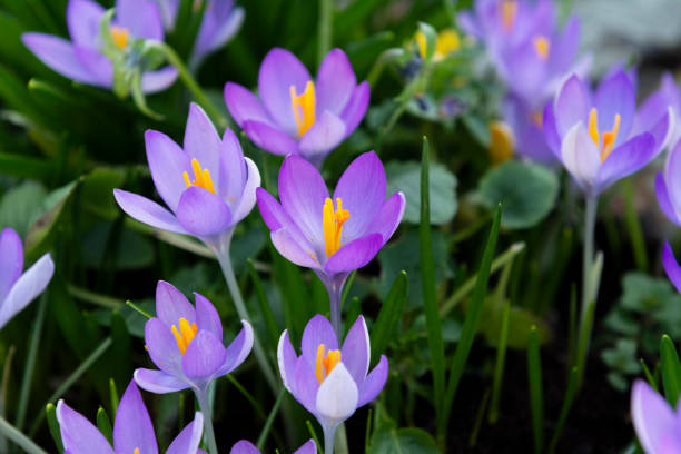 istock Purple crocuses with orange pollen-laden stamen 1132062109