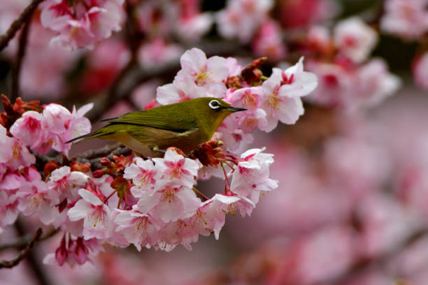 istock Japanese White Eyes and Cherry Blossoms 1132062139