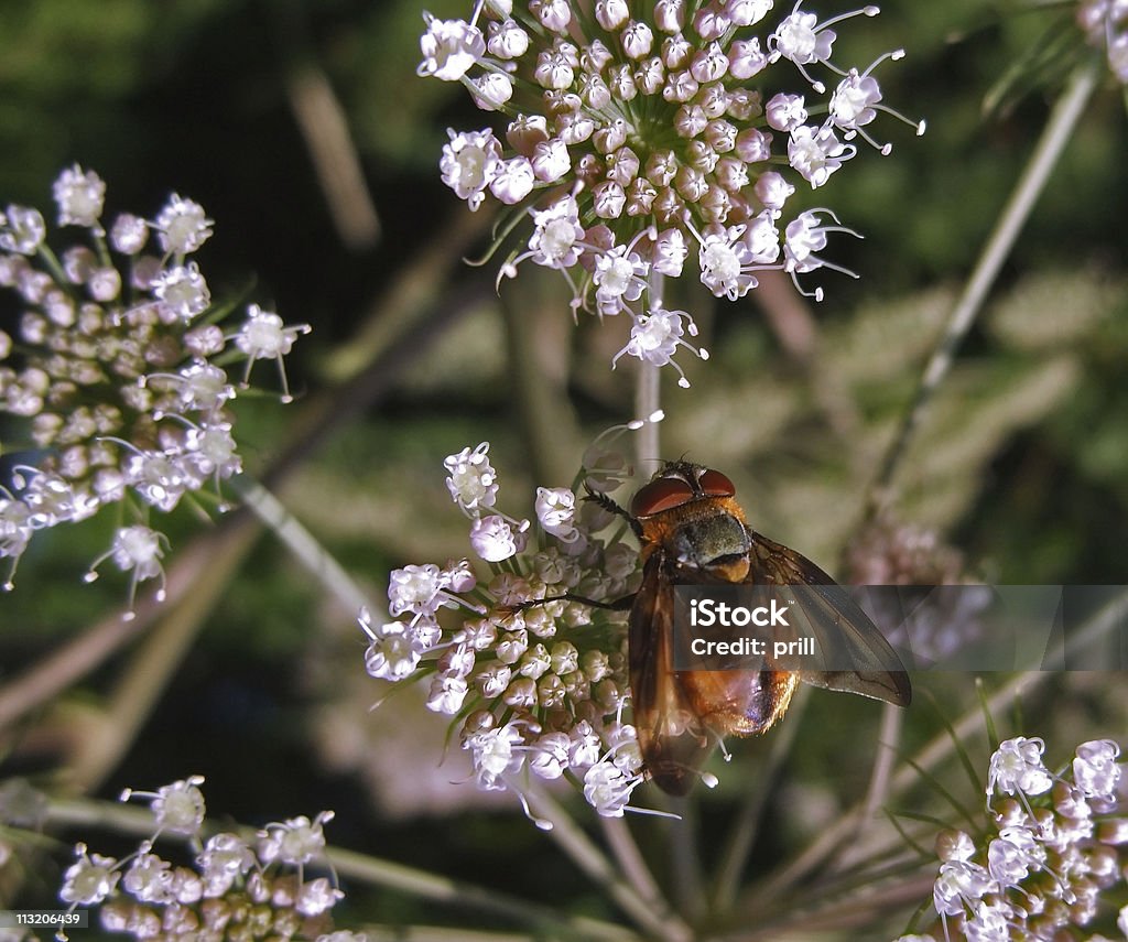 Diptera Poleć na Dziki kwiat marchewki - Zbiór zdjęć royalty-free (Biologia - Nauka)