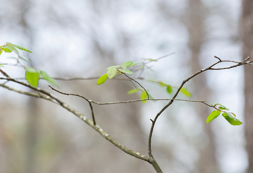 Close up of green leaves beginning to grow in the early spring