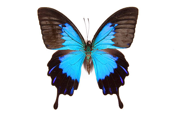 istock Black and blue butterfly Papilio ulysses  isolated 113206562