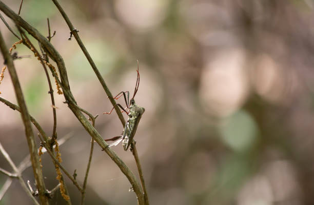 Stink Bug Stink bug (Halyomorpha halys) on vegetation in forest anthropoda stock pictures, royalty-free photos & images