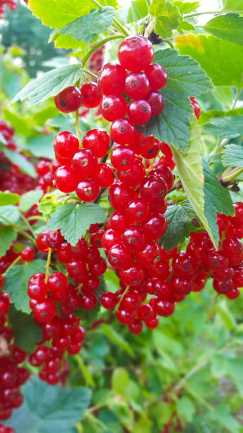 istock Ripe red currants at the bush 1132066751