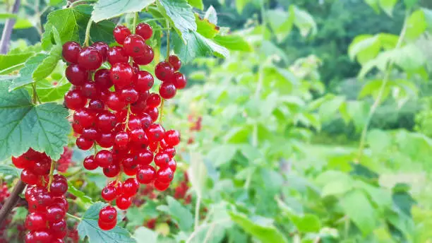 Ripe red currants at the bush