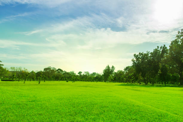 istock Green trees and gardens Beautiful light in the morning 1132066876