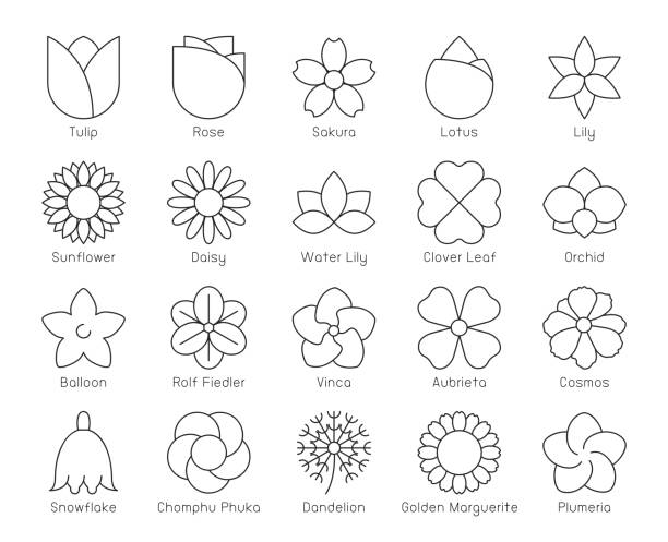 illustrations, cliparts, dessins animés et icônes de fleur-icônes de ligne mince - daisy sunflower