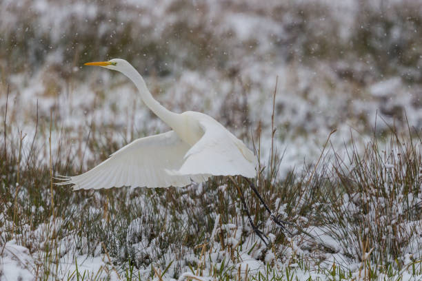 grande aigrette blanche (egretta alba) décollant des prairies enneigées d'hiver - great white heron snowy egret heron one animal photos et images de collection