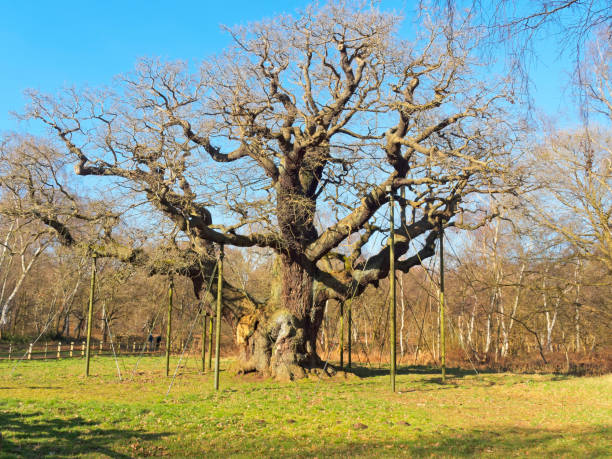 istock Majestic Major Oak stands bare under a blue winter sky 1132069092