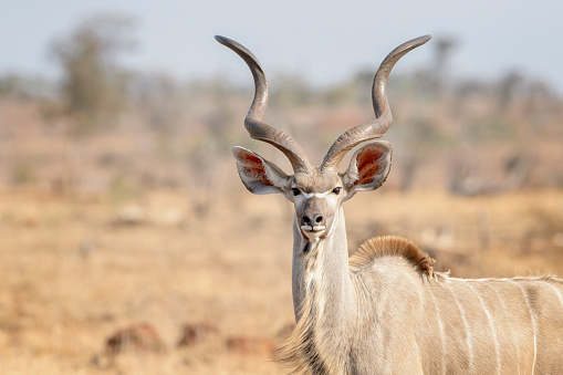 Greater kudu (Tragelaphus strepsiceros), male portrait, looking at camera, Kruger national park, South Afroca.