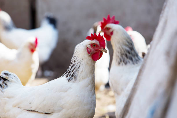 istock Portrait of white domestic hen 1132071225