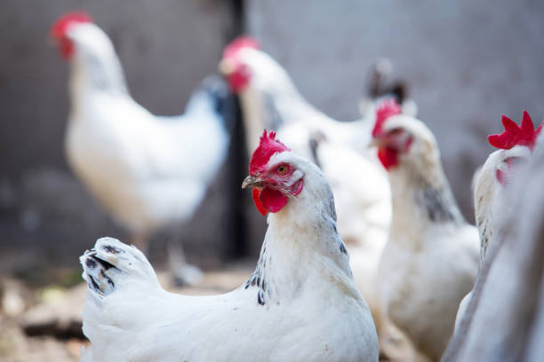 istock Portrait of white domestic hen 1132071229