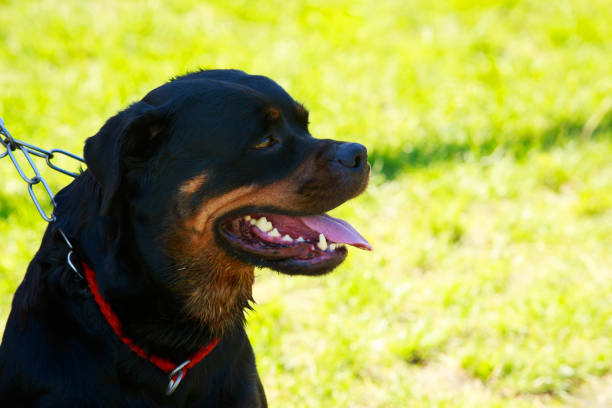 istock Dog breed Rottweiler 1132071517