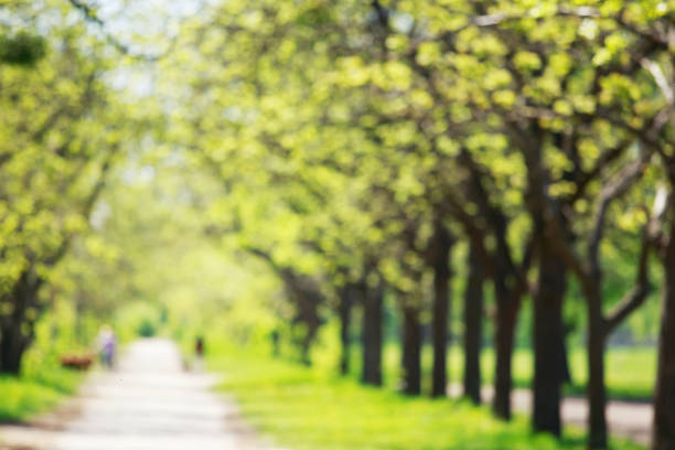 istock Background of oak landscape alley 1132071714