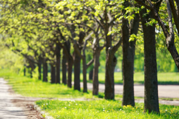 istock Background of oak landscape alley 1132071720