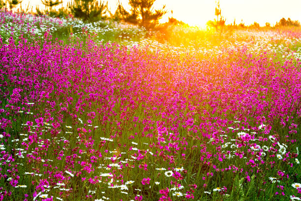 istock spring landscape with  flowering flowers on a meadow 1132072992
