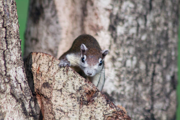 istock The squirrel is climbing up the trees 1132075051