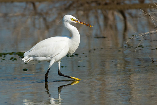 Intermediate egret, median egret, smaller egret, or yellow-billed egret (Ardea intermedia) is a medium-sized heron