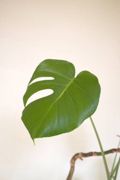 istock tropical plants in the office 1132077931