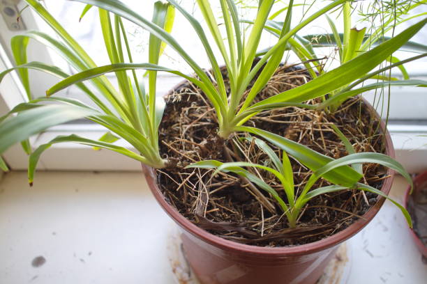 istock tropical plants in the office 1132078508