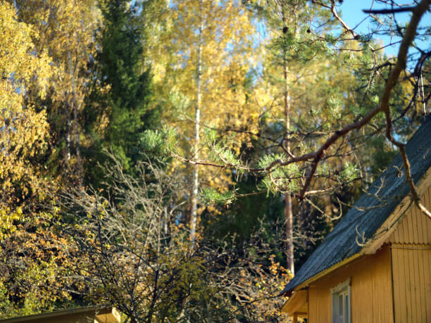 Old wooden house painted in yellow in a forest, outdoor selective focus shot