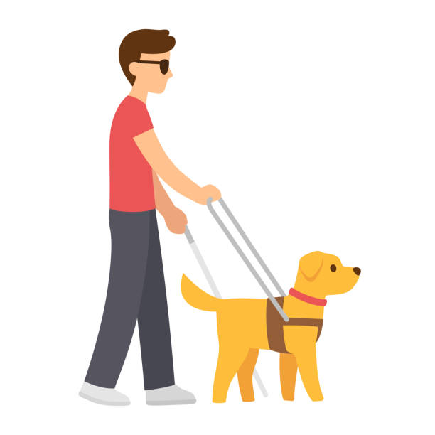 ilustrações de stock, clip art, desenhos animados e ícones de blind man with guide dog - dog walking retriever golden retriever