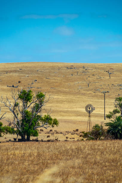istock Rusty windmill standing on dry farmland in Western Australia 1132080109