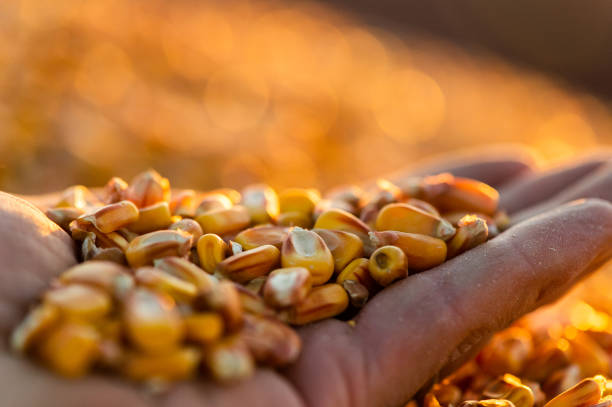 istock Farmer holding ripe corn grains in his hands at sunset  after harvest 1132083136