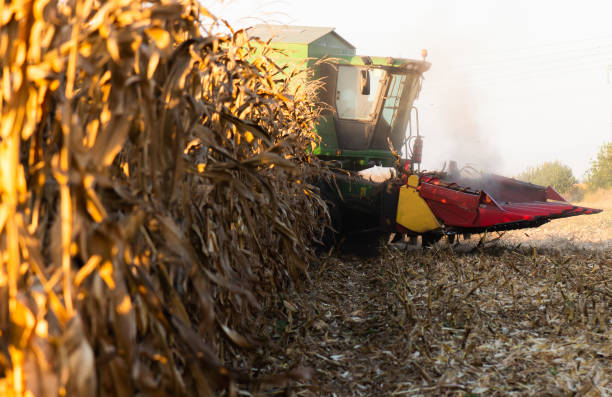 istock Harvesting of corn fields with combine 1132083137